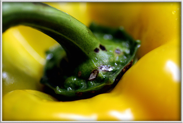 Paprika