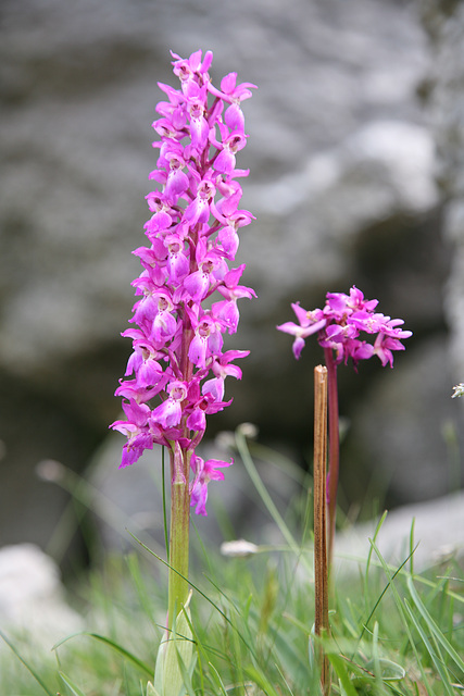 Early Purple Orchid