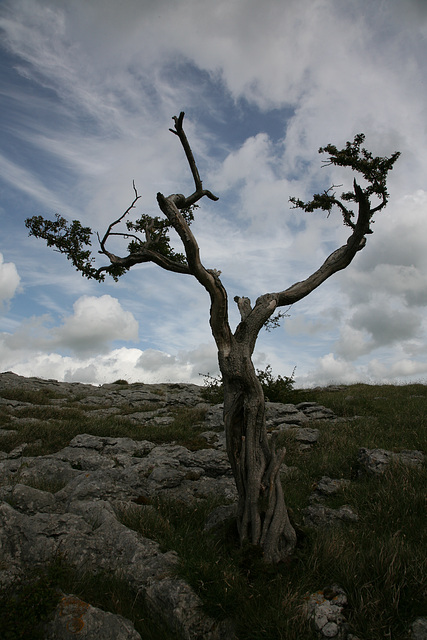 Ancient Hawthorn
