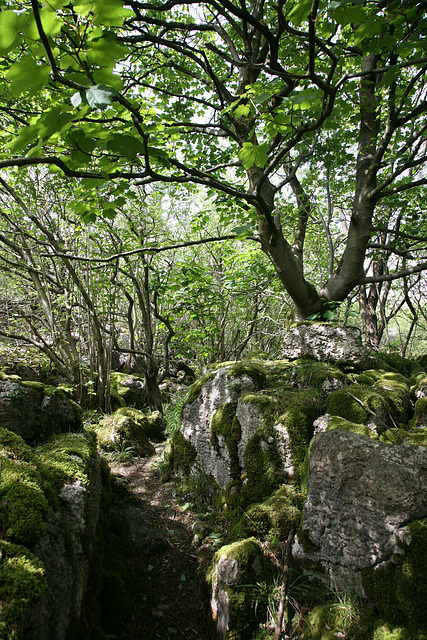 Woodland at Hutton Roof