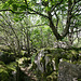 Woodland at Hutton Roof