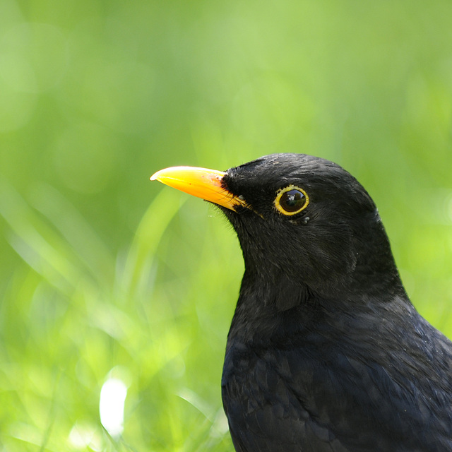 Meine Gartenamsel