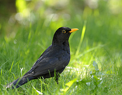 Meine Gartenamsel