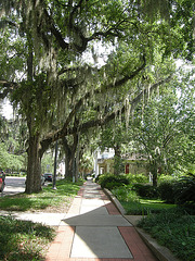 spanish moss