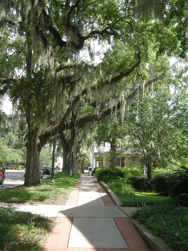 spanish moss