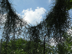 spanish moss