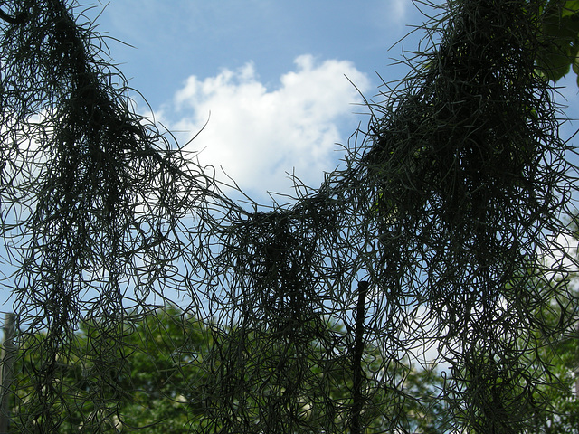 spanish moss