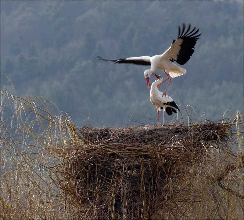 l'amour qui donne des ailes