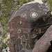 Three Rivers Petroglyphs (6118)