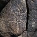 Three Rivers Petroglyphs (6122)