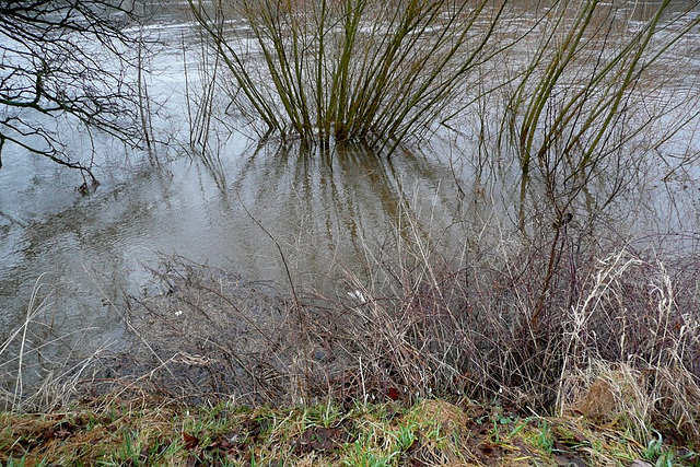 Hochwasser - 8.3.2009