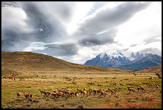 it's time for some guanacos