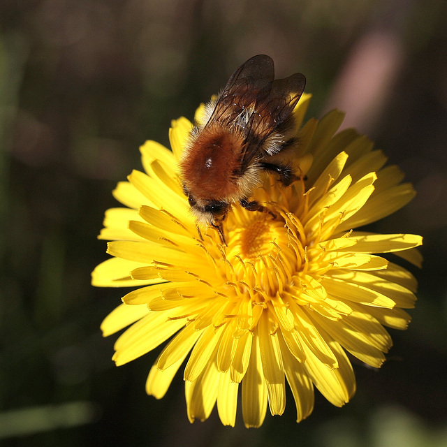 Bourdon des champs