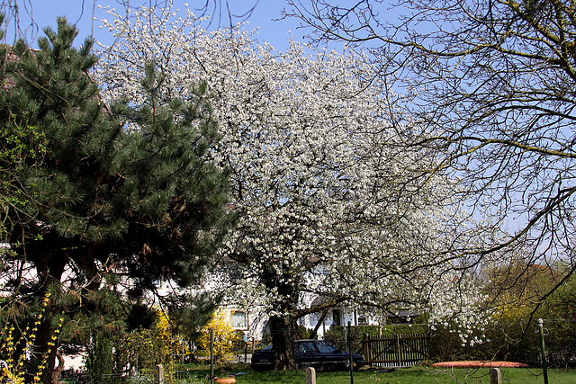 20100415 2164Aw [D~LIP] Kirschbaumblüte, Bad Salzuflen