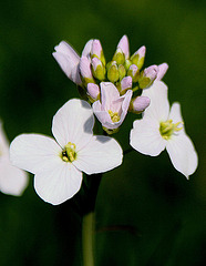 20100415 2165Aw [D~LIP] Wiesenschaumkraut (Cardamine pratensis), Bad Salzuflen