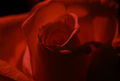 Love rose!
