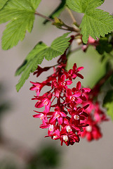 20100415 2173Aw [D~LIP] Blut-Johannisbeere (Ribes sanguineum), Bad Salzuflen