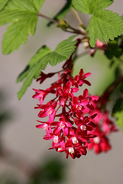 20100415 2173Aw [D~LIP] Blut-Johannisbeere (Ribes sanguineum), Bad Salzuflen