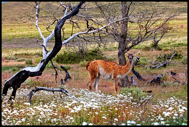 "guanaco valley"