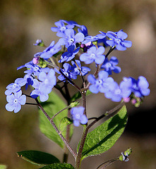 20100415 2178Aw [D~LIP] Wald-Vergissmeinnicht (Myosotis sylvatica agg), Bad Salzuflen