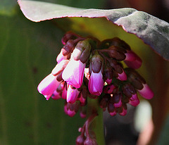 20100415 2179Aw [D~LIP] Beinwell (Symphytum officinale) , Bad Salzuflen