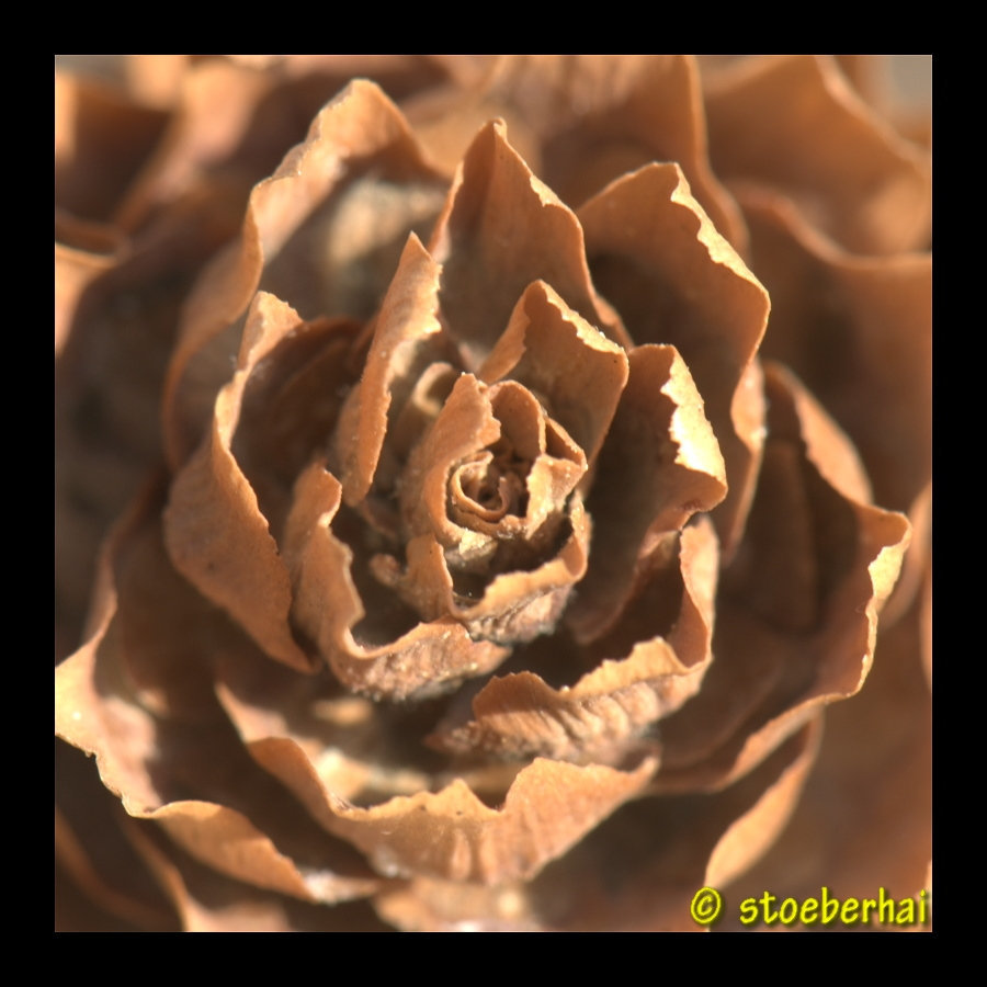 Fir cone