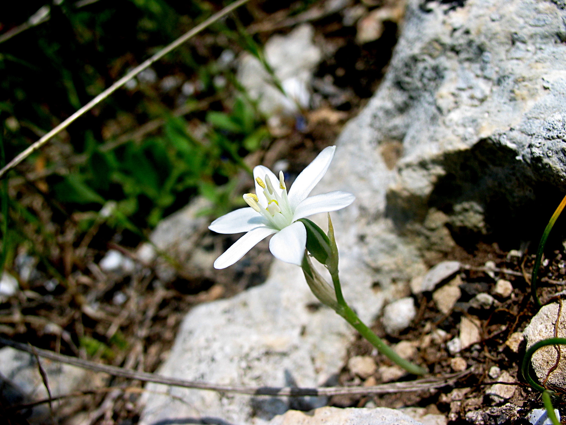 Mauerblümchen