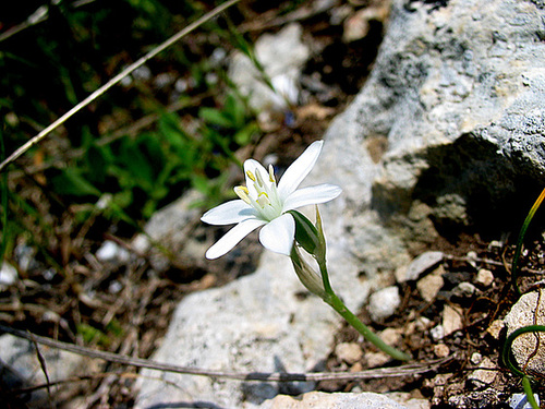 Mauerblümchen