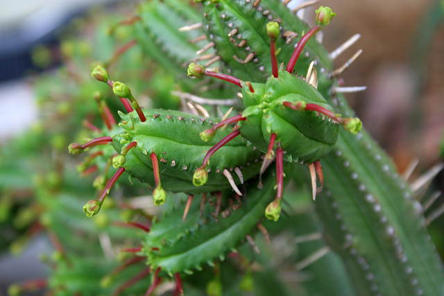 L.A. Garden Tour (6246)