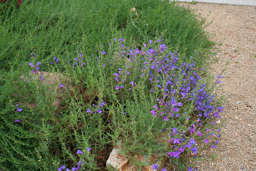 L.A. Garden Tour (6251)