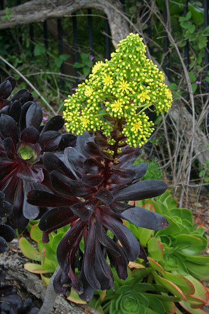 L.A. Garden Tour (6254)