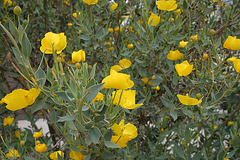 L.A. Garden Tour -  Dendromecon rigida (6284)