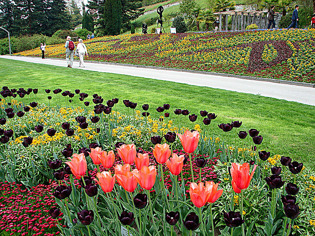 20070424 0164DSCw [D~KN] Tulpen, Insel Mainau Bodensee