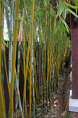 L.A. Garden Tour - Bamboo Screen (6245)