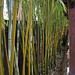 L.A. Garden Tour - Bamboo Screen (6245)