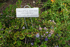 L.A. Garden Tour - Ceanothus (6253)