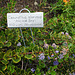 L.A. Garden Tour - Ceanothus (6253)