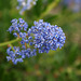 L.A. Garden Tour - Ceanothus (6287)