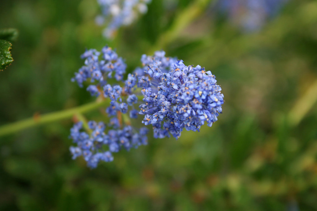 L.A. Garden Tour - Ceanothus (6287)