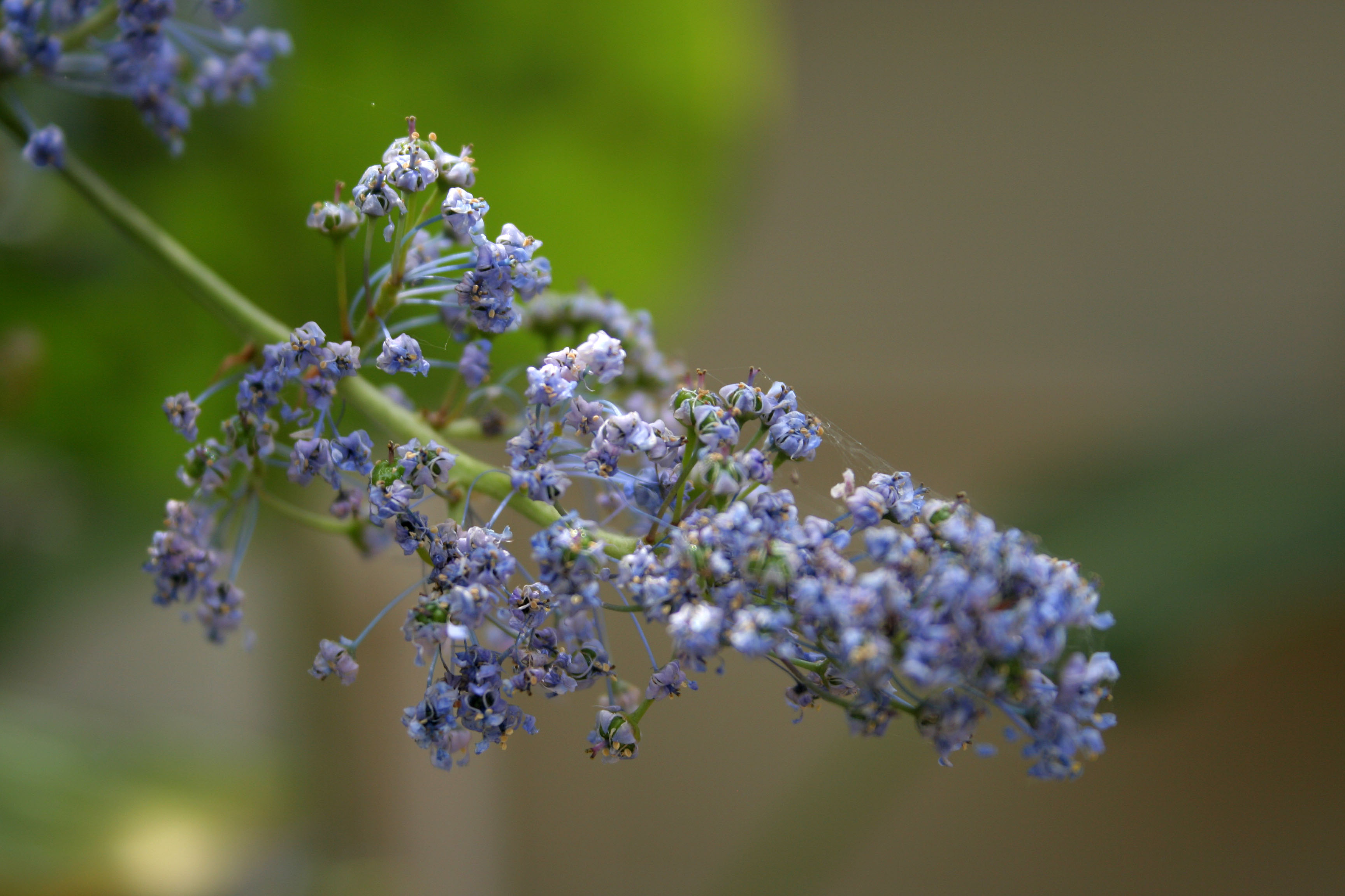 L.A. Garden Tour - Ceanothus (6292)