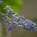 L.A. Garden Tour - Ceanothus (6292)