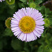 L.A. Garden Tour - Erigeron glaucus (6299)