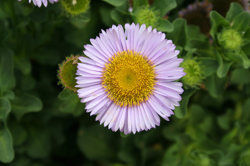 L.A. Garden Tour - Erigeron glaucus (6299)