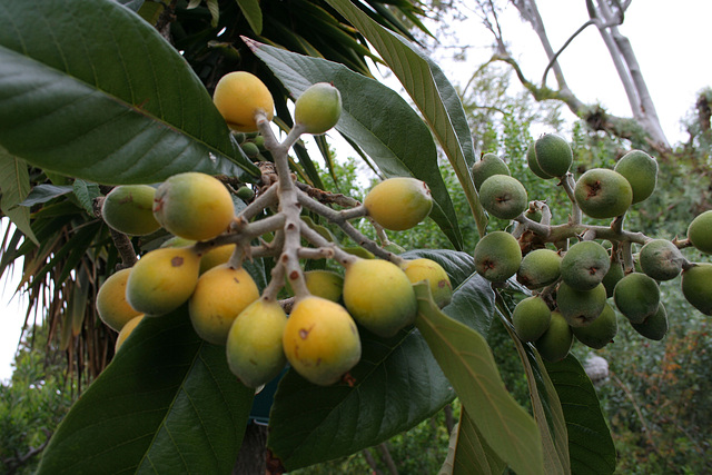 L.A. Garden Tour - Fig (6264)