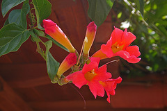 L.A. Garden Tour - Trumpet Vine (6307)