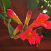 L.A. Garden Tour - Trumpet Vine (6307)