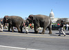 88.RinglingBros.Circus.Parade.SW.WDC.16March2010