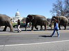 89.RinglingBros.Circus.Parade.SW.WDC.16March2010