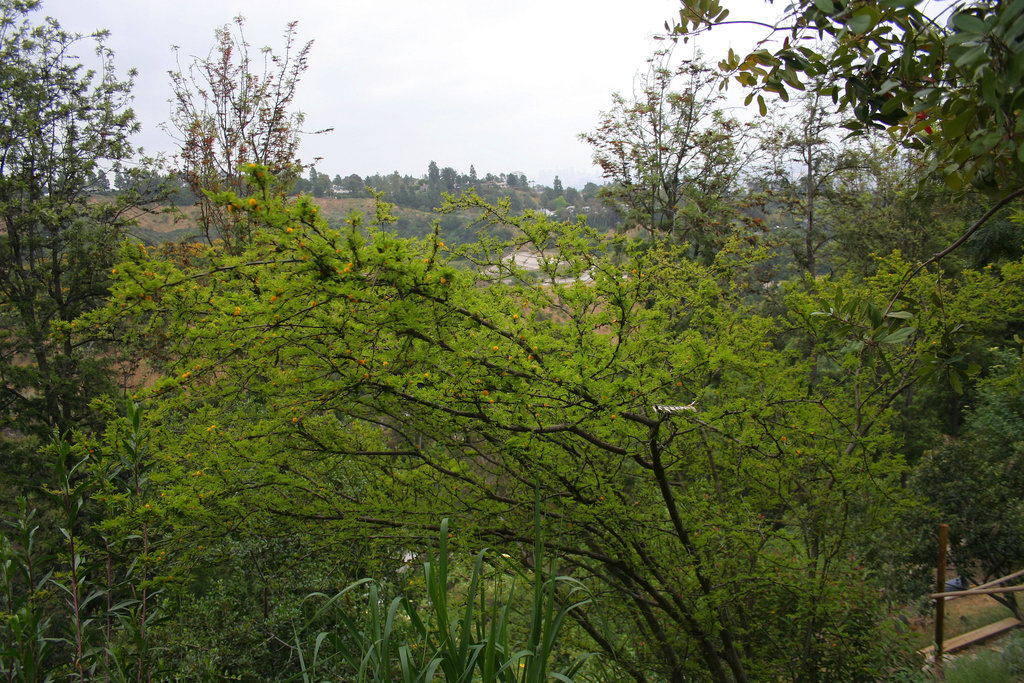 L.A. Garden Tour (6275)