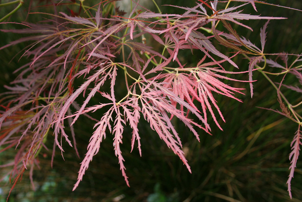 L.A. Garden Tour (6280)